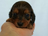 2012.3.3生まれ「ももの子」シューデットレット　子犬　男の子