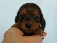 2012.3.3生まれ「ももの子」シューデットレット　子犬　男の子