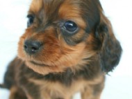 2012.3.3生まれ「ももの子」シューデットレット　子犬　男の子