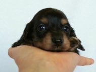 2012.3.3生まれ「ももの子」ブラック＆クリーム　女の子