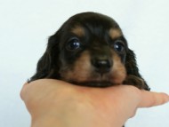 2012.3.3生まれ「ももの子」ブラック＆クリーム　子犬　女の子