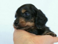 2012.3.3生まれ「ももの子」ブラック＆クリーム　子犬　女の子