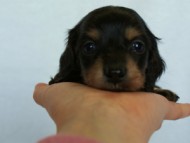 2012.3.3生まれ「ももの子」ブラック＆クリーム　子犬　女の子