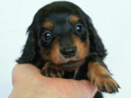 2012.3.3生まれ「ももの子」ブラック＆タン 子犬　女の子