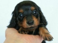 2012.3.3生まれ「ももの子」ブラック＆タン 子犬　女の子