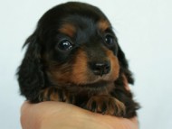 2012.3.3生まれ「ももの子」ブラック＆タン 子犬　女の子