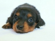 2012.3.3生まれ「ももの子」ブラック＆タン 子犬　女の子