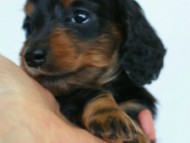 2012.3.3生まれ「ももの子」ブラック＆タン 子犬　女の子