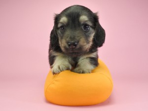 カニンヘンダックスフンド サリー & クッキーの子犬 ブラッククリーム 男の子