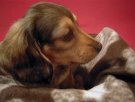 カニンヘン 子犬 シェーデットクリーム 男の子 ハナビの赤ちゃん 10/21生まれ カニンヘン 子犬 シェーデットクリーム 男の子 ハナビの赤ちゃん 10/21生まれ