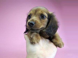 ひまわりの女の子　レッド