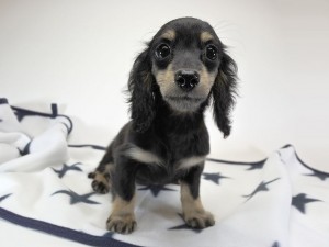 チャーマ.mh & ボン.mhの子犬 ブラッククリーム 女の子