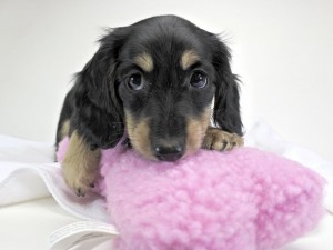 チョコ.mh 10月2日出産しました