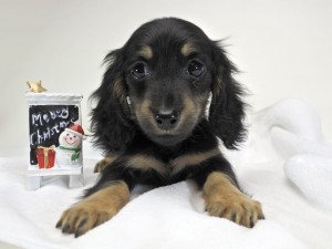 アビス.mh & バロン.mhの子犬 ブラッククリーム 男の子