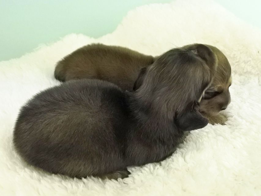 カニンヘンダックスフンド パン2　6/29出産しました