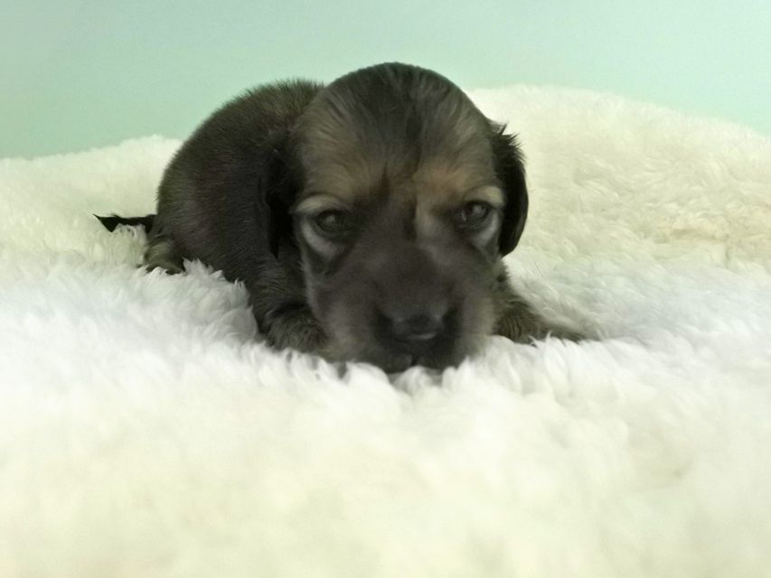 カニンヘンダックス パン2 & オスカルの子犬 イエロー（クリーム） 女の子（1） お写真初登場