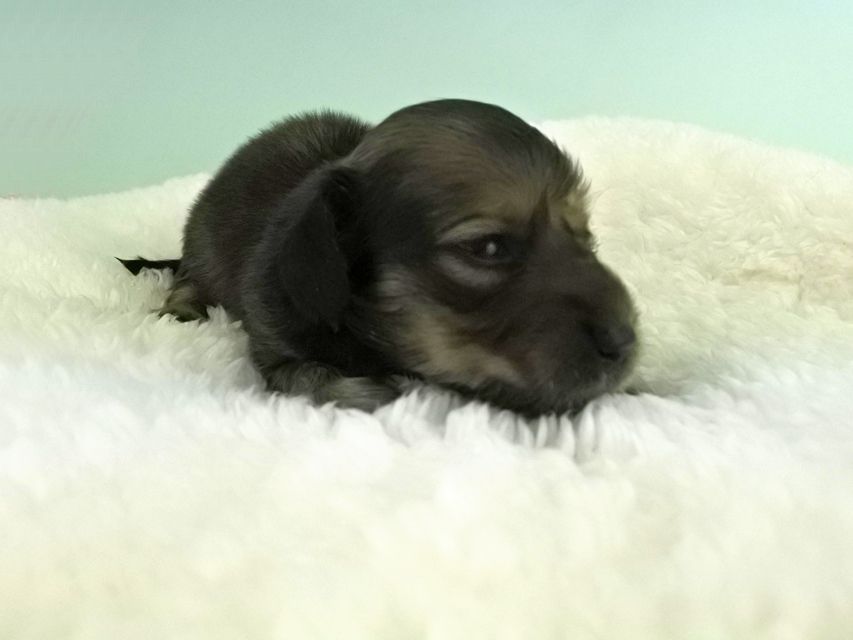 カニンヘンダックス パン2 & オスカルの子犬 イエロー（クリーム） 女の子（1） お写真初登場