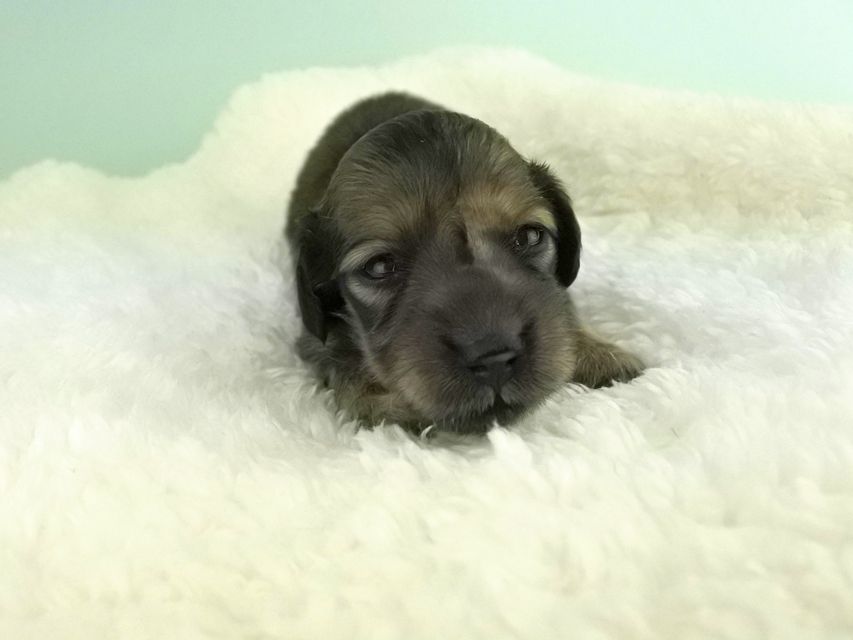 カニンヘンダックス パン2 & オスカルの子犬 イエロー（クリーム） 女の子（1） お写真初登場