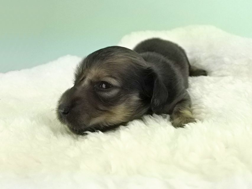 カニンヘンダックス パン2 & オスカルの子犬 イエロー（クリーム） 女の子（1） お写真初登場