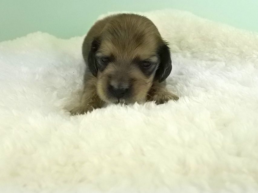 カニンヘンダックス パン2 & オスカルの子犬 イエロー（クリーム） 女の子（2） お写真初登場