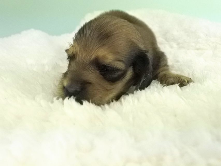 カニンヘンダックス パン2 & オスカルの子犬 イエロー（クリーム） 女の子（2） お写真初登場