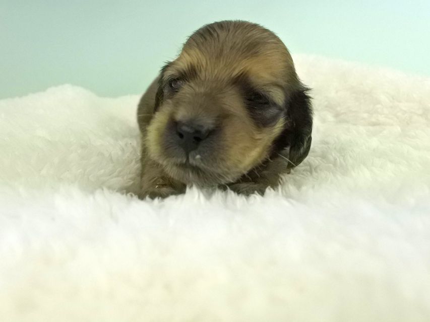 カニンヘンダックス パン2 & オスカルの子犬 イエロー（クリーム） 女の子（2） お写真初登場