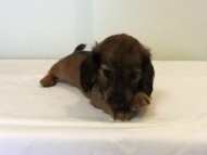 カニヘンダックス　子犬　シェーデットレッド男の子