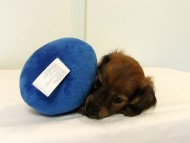 カニヘンダックス　子犬　シェーデットレッド男の子