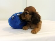 カニヘンダックス 子犬 シェーデットレッド男の子 カニヘンダックス 子犬 シェーデットレッド男の子