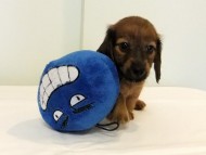 カニヘンダックス　子犬　シェーデットレッド男の子