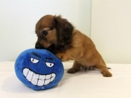 カニヘンダックス 子犬 シェーデットレッド男の子 カニヘンダックス 子犬 シェーデットレッド男の子