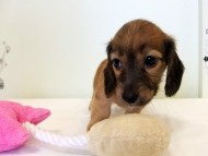 カニヘンダックス　子犬　シェーデットレッド男の子