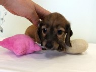 カニヘンダックス　子犬　シェーデットレッド男の子