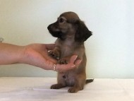 カニヘンダックス　子犬　シェーデットレッド男の子