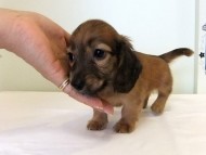 カニヘンダックス　子犬　シェーデットレッド男の子