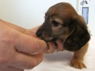 カニヘンダックス　子犬　シェーデットレッド男の子