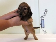 カニヘンダックス　子犬　シェーデットレッド男の子