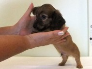 カニヘンダックス　子犬　シェーデットレッド男の子