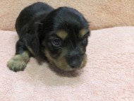 カニンヘン ダックスフンド小夏.ib & ジムダンディの赤ちゃんブラッククリーム 男の子 DSCF0313