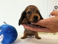 カニヘンダックス　子犬　シェーデットレッド男の子