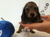 カニヘンダックス　子犬　シェーデットレッド男の子