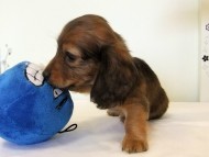 カニヘンダックス　子犬　シェーデットレッド男の子