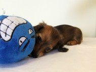 カニヘンダックス　子犬　シェーデットレッド男の子