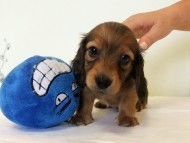 カニヘンダックス　子犬　シェーデットレッド男の子