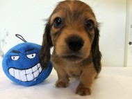 カニヘンダックス　子犬　シェーデットレッド男の子