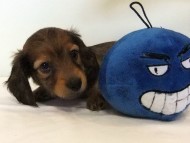 カニヘンダックス　子犬　シェーデットレッド男の子