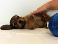 カニヘンダックス　子犬　シェーデットレッド男の子