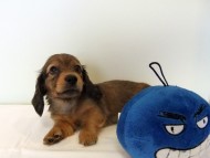 カニヘンダックス　子犬　シェーデットレッド男の子