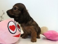 カニヘンダックス　子犬　シェーデットレッド女の子