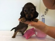 カニヘンダックス　子犬　シェーデットレッド女の子